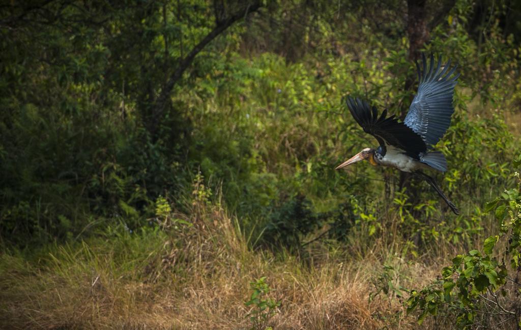 Siddhartha Wildlife Retreat Hotell Meghauli Eksteriør bilde